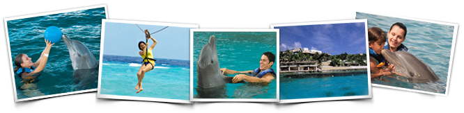 actividades nado delfines encuentro
