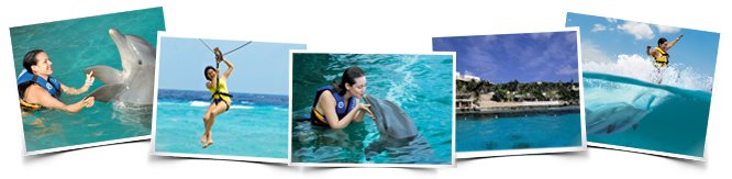 comportamientos nado delfines royal