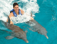 Dolphin Royal Swim Dolphin Royal Swim