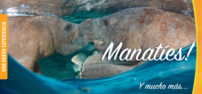 Cozumel Dolphin Discovery Manatees