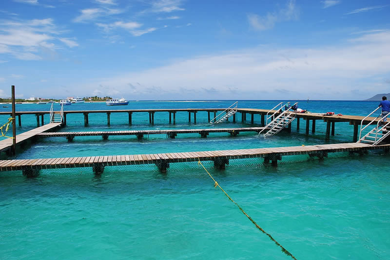 Nado con delfines en Anguila St. Maarten Dolphin Discovery