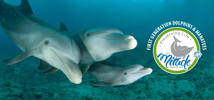 Dolphin Discovery Cozumel Miracle