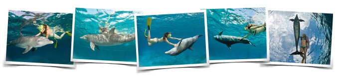 Comportamientos Dive with Dolphins