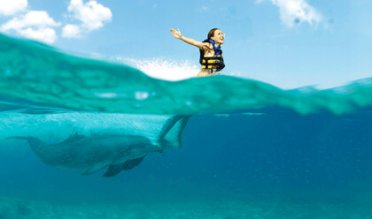 actividades nadar delfines