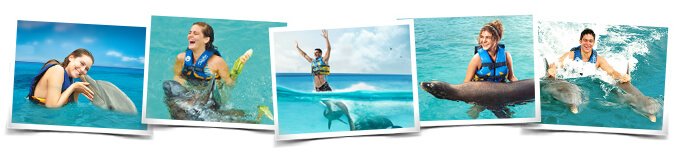 Actividades Nados delfines leones mariinos Cancun