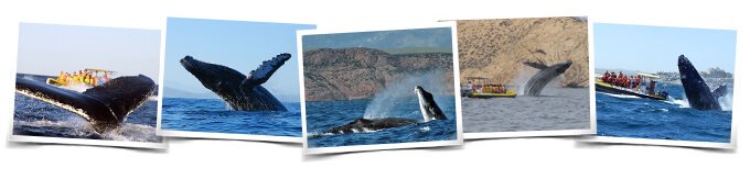 Avistamiento de Ballenas Los Cabos