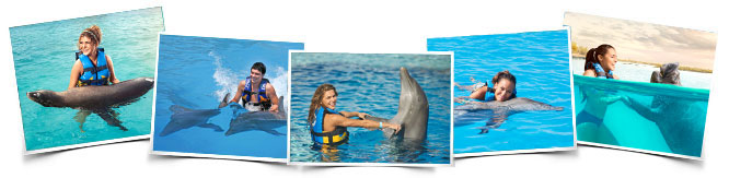 Programa nado delfines Royal Swim