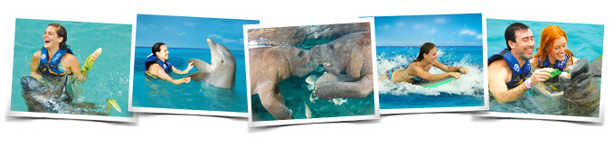 Programa nado delfines Sea Life Discovery Plus