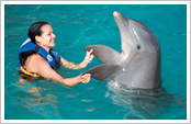 Nado con delfines