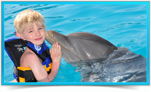 Actividades Nados delfines Dolphin Encounter Six Flags México