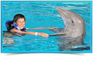Dolphin Discovery