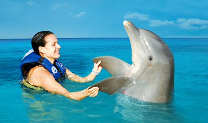 Nado con delfines 