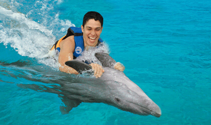 actividades nadar delfines