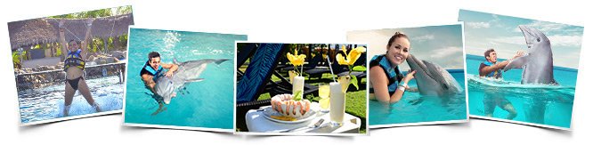 Comportamientos Dolphin Royal Swim
