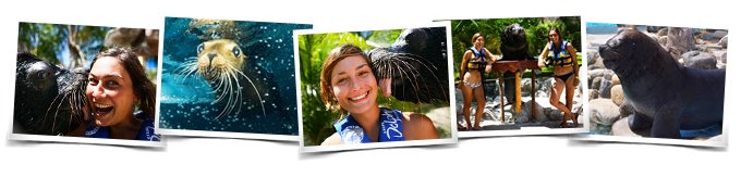 Comportamientos Sea Lion Discovery