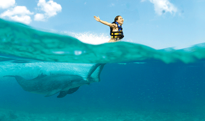 Dolphin Royal Swim Dolphin Royal Swim