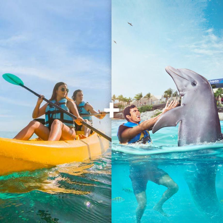 Dolphin Royal Connection