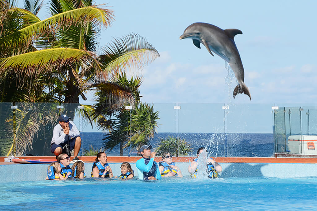 Resultado de imagen para delfinarios en cancun