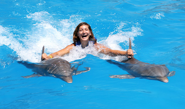 Dolphin Royal Swim 