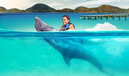 Dolphin Swim 