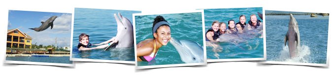 nadar con delfines Isla Gran Caiman