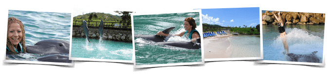 Dolphin Meet N Greet Panama City Beach, Florida