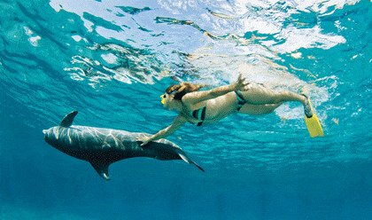 Buceo con Delfines 