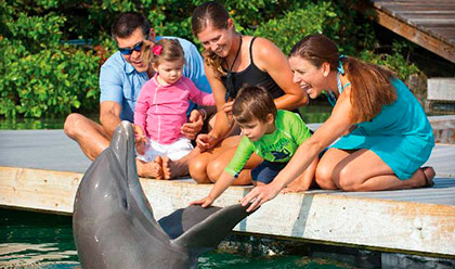 Dockside Dolphins 