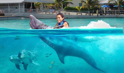 Dolphin Swim Adventure Dolphin Swim Adventure