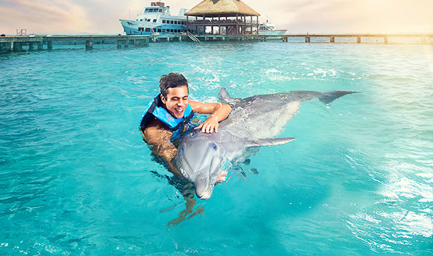 Dolphin Encounter 