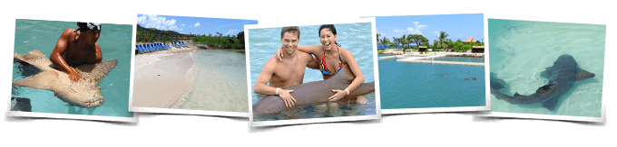 Dolphin Meet N Greet Panama City Beach, Florida
