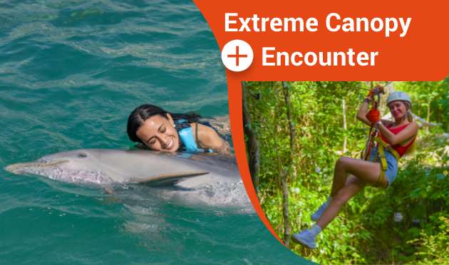 Dolphin Fun + Jungle Adventure 