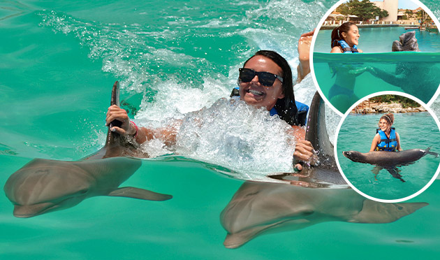 Dolphin Royal Swim 