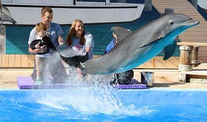 Dolphin Meet N Greet 