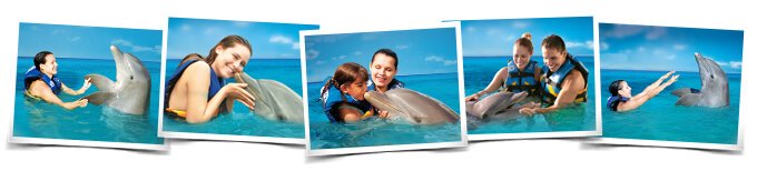 Programas nados delfines
