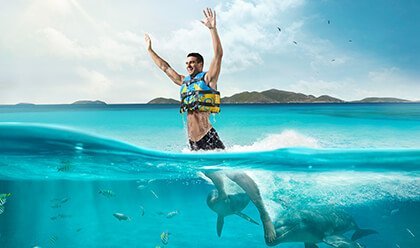 Dolphin Royal Swim Dolphin Royal Swim