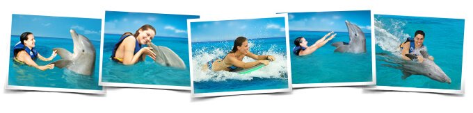 Comportamientos Nadar con delfines Royal Swim