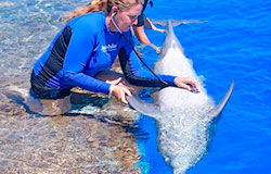  THE DOLPHIN COMPANY: UNA SÚPER EMPRESA PARA MUJERES 