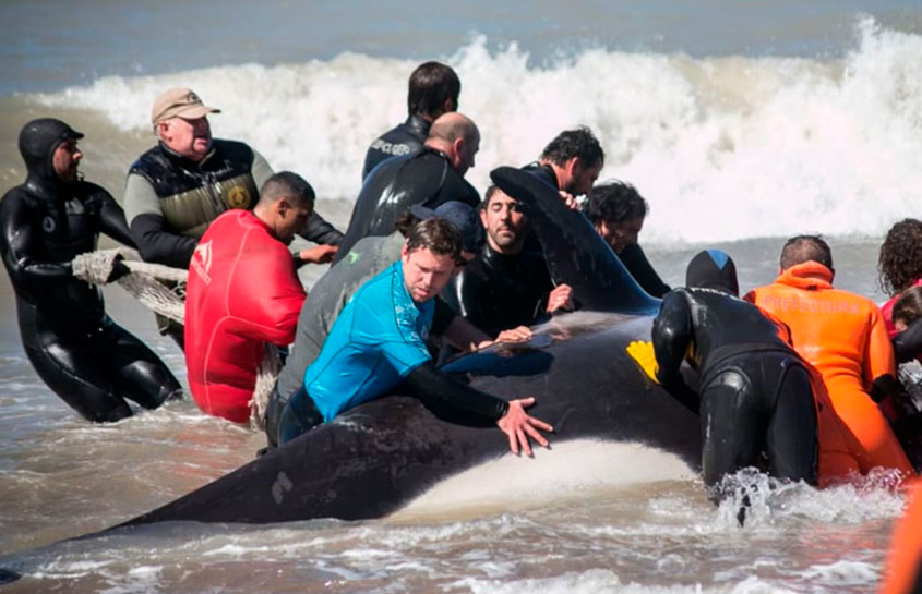 El PARQUE MARINO DE GRUPO DOLPHIN EN ARGENTINA, ATENDIÓ UN VARAMIENTO MASIVO DE ORCAS