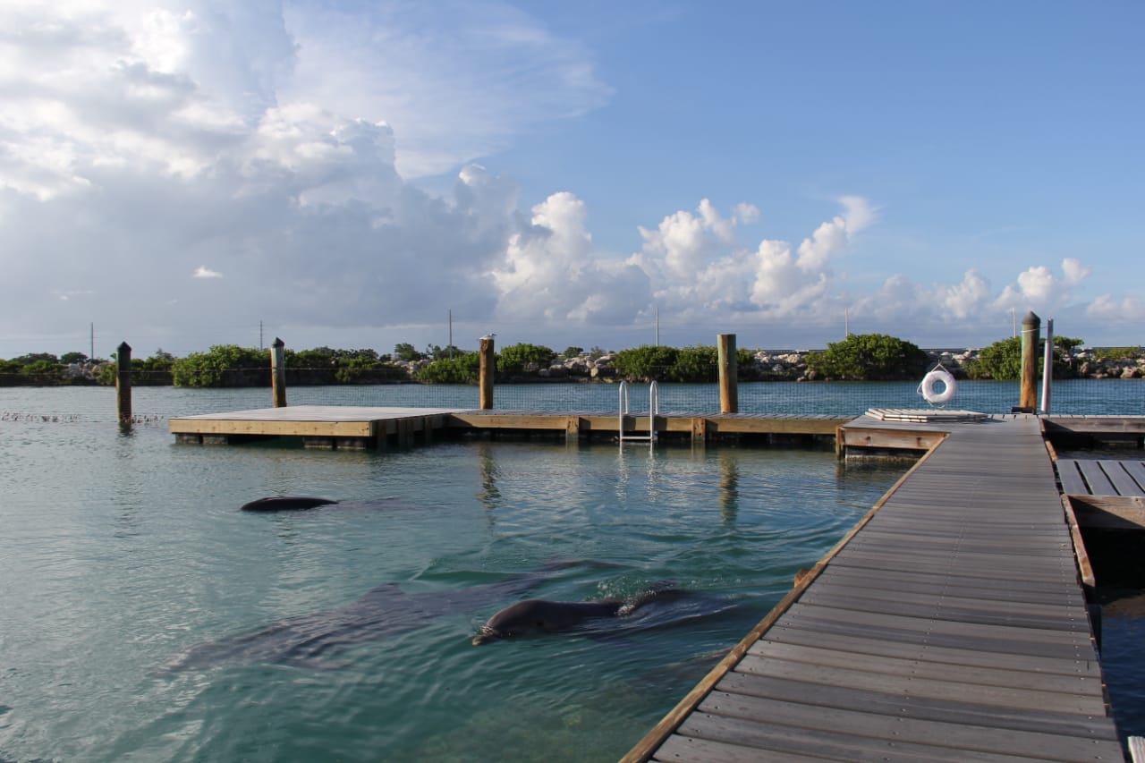 DOLPHIN DISCOVERY ADQUIERE DOLPHIN CONNECTION EN FLORIDA