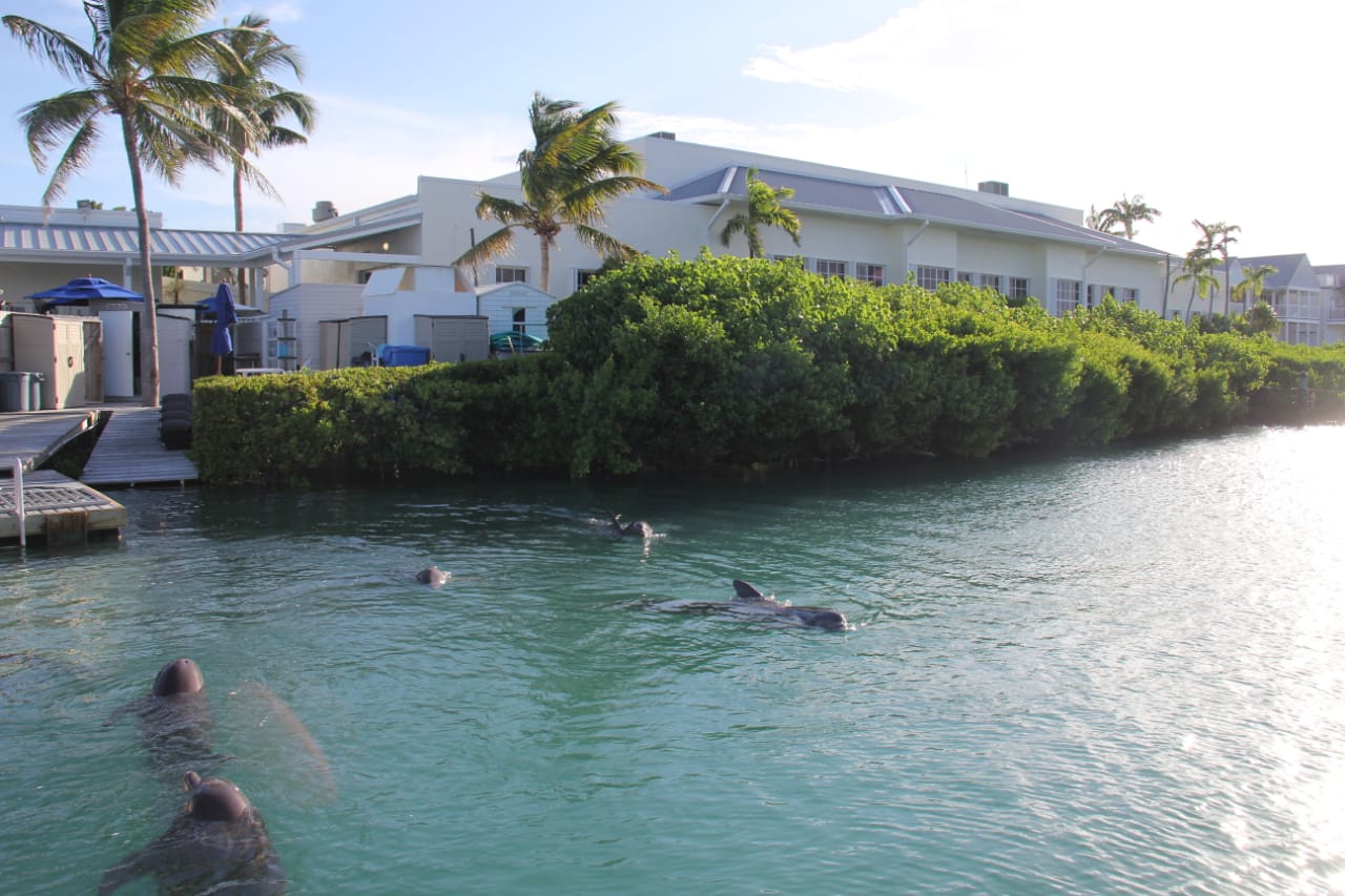 DOLPHIN DISCOVERY ADQUIERE DOLPHIN CONNECTION EN FLORIDA
