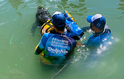 VETERINARIOS DE DOLPHIN DISCOVERY LOS CABOS SALVAN LA VIDA DE UN DELFÍN ATRAPADO EN UNA RED DE PESCA