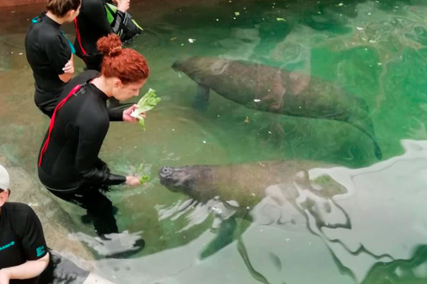 THE DOLPHIN COMPANY Y EL ZOOLÓGICO GUADALAJARA UNEN ESFUERZOS EN PRO DE LA CONSERVACIÓN