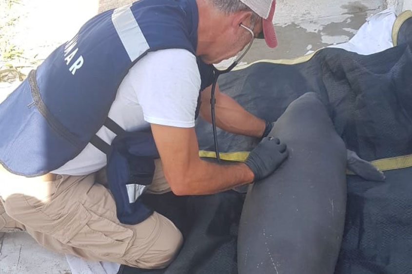 DOLPHIN DISCOVERY PARTICIPA EN EL PLAN DE RESCATE DE MANATÍES EN TABASCO