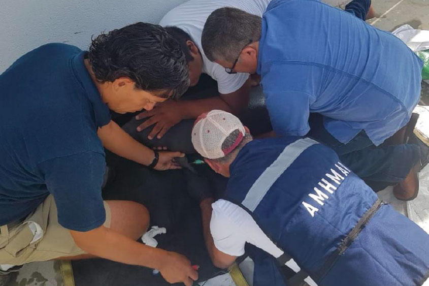 DOLPHIN DISCOVERY PARTICIPA EN EL PLAN DE RESCATE DE MANATÍES EN TABASCO