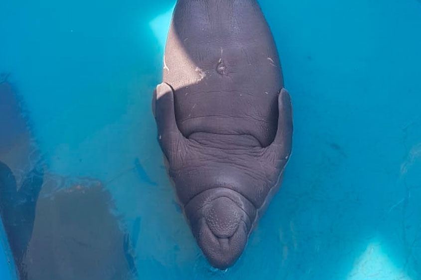 DOLPHIN DISCOVERY PARTICIPA EN EL PLAN DE RESCATE DE MANATÍES EN TABASCO