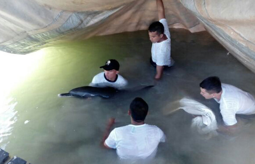 DELFIN VARADO EN YUCATAN