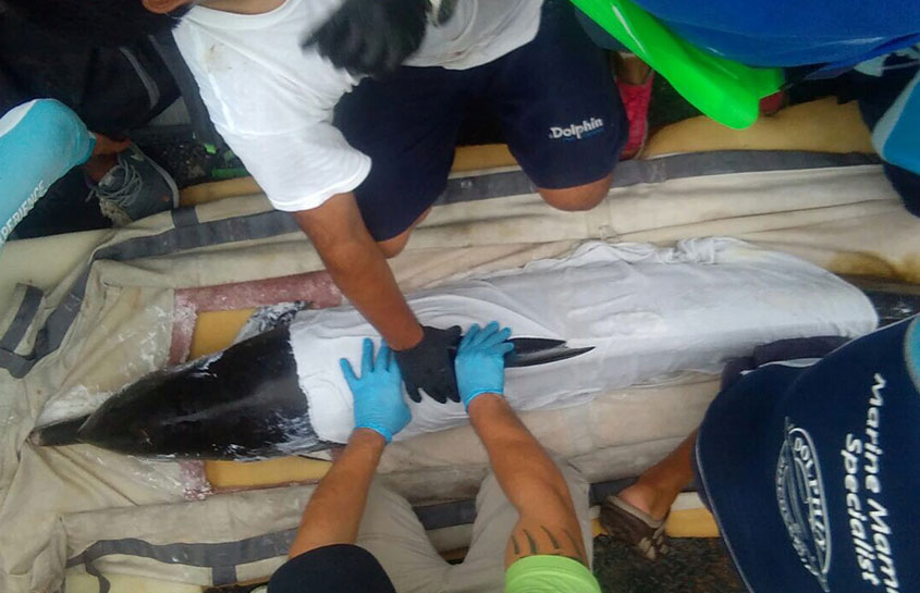 DELFIN VARADO EN YUCATAN
