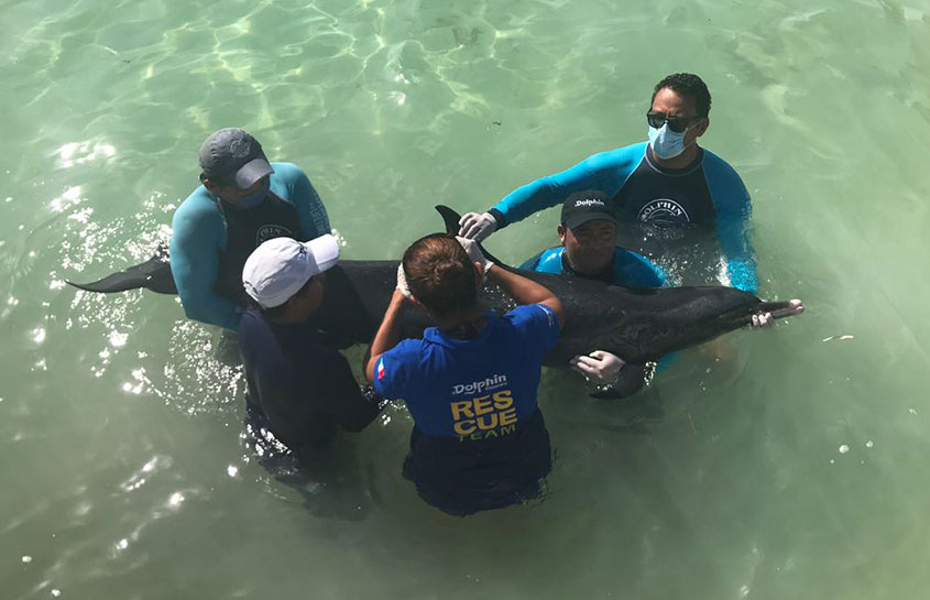 DELFIN VARADO EN YUCATAN