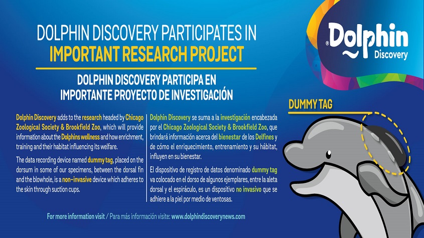 DOLPHIN DISCOVERY PARTICIPA EN IMPORTANTE PROYECTO INTERNACIONAL DE BIENESTAR PARA LOS CETÃCEOS